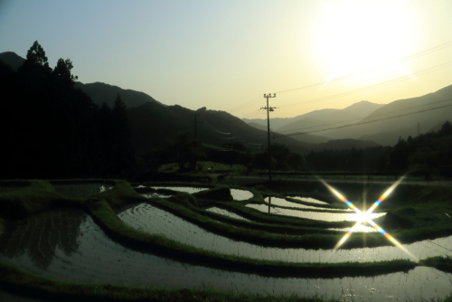 5月10日　丸山千枚田 (6月12日予定の虫おくりは2年連続の中止)