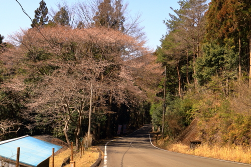 2022年3月16日　田平子峠のクマノザクラ５分咲